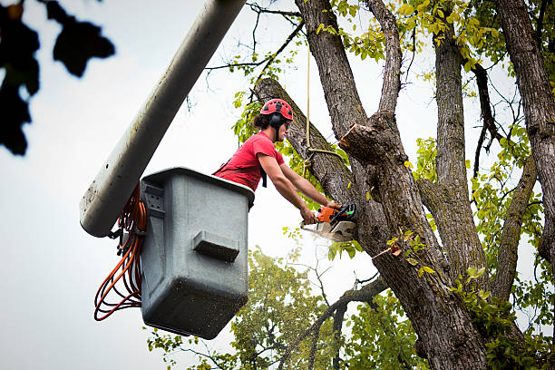 How Our Tree Care Process Works  in Medina, OH